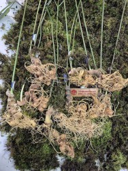 Sâm Ngọc Linh loại 6- 8 củ 1 kg