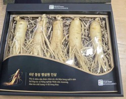 Nhân sâm tươi Hàn Quốc loại 1 nhập khẩu kg 5 củ