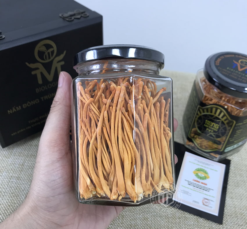 Đông trùng hạ thảo khô Việt Nam hộp 20g Đông trùng hạ thảo khô Việt Nam hộp 20g