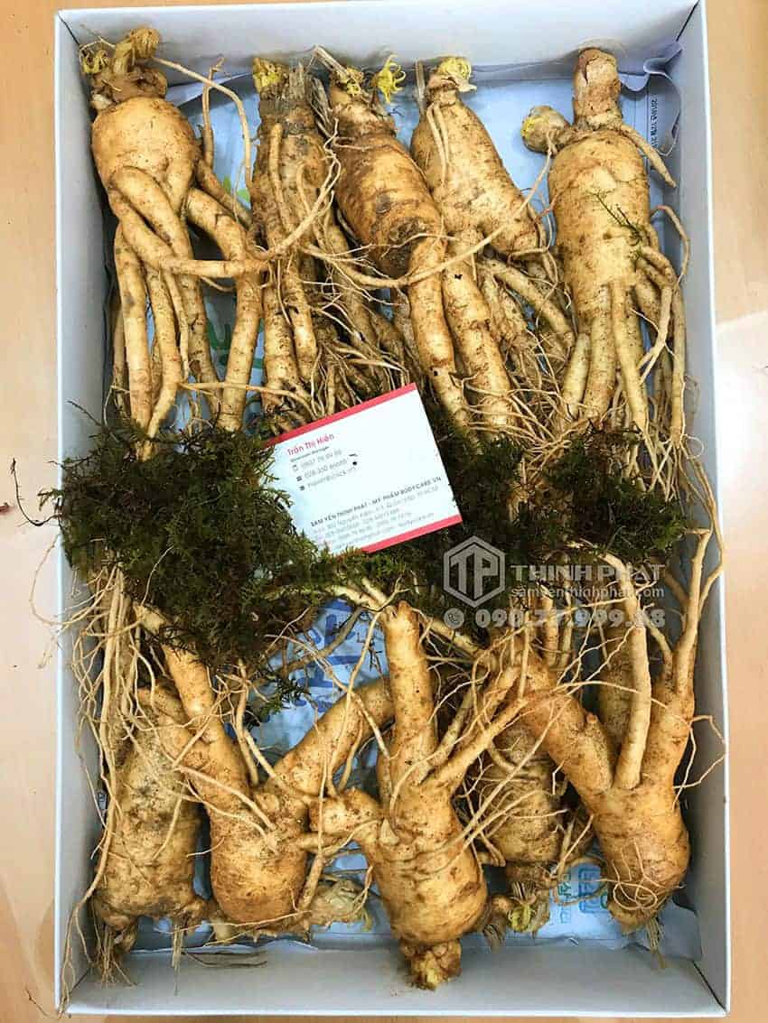 Nhân sâm tươi Hàn Quốc loại 10 củ 1 kg