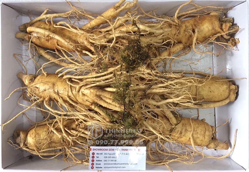 Nhân sâm tươi Hàn Quốc loại 6 củ 1 kg