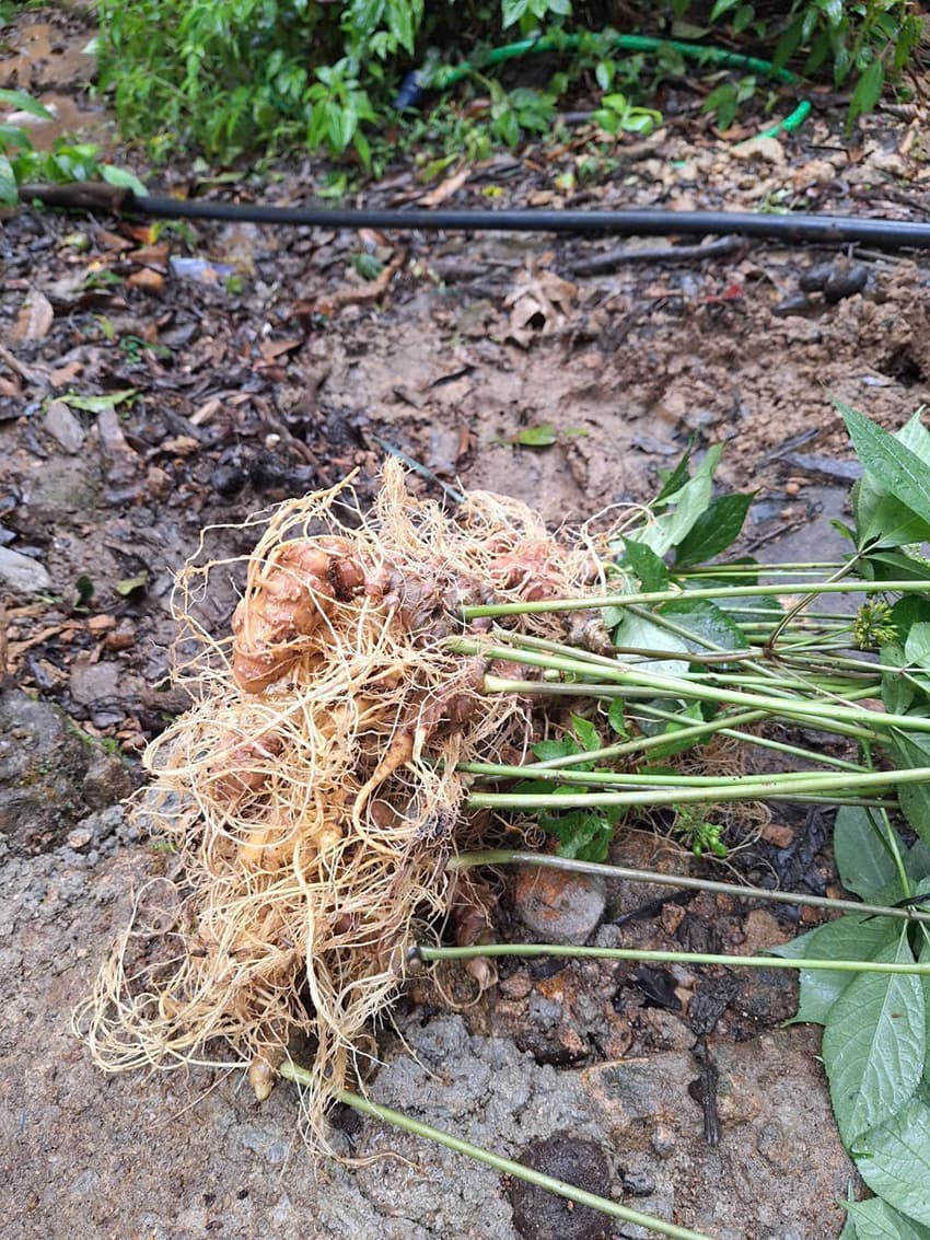 Sâm Ngọc Linh Sâm Ngọc Linh