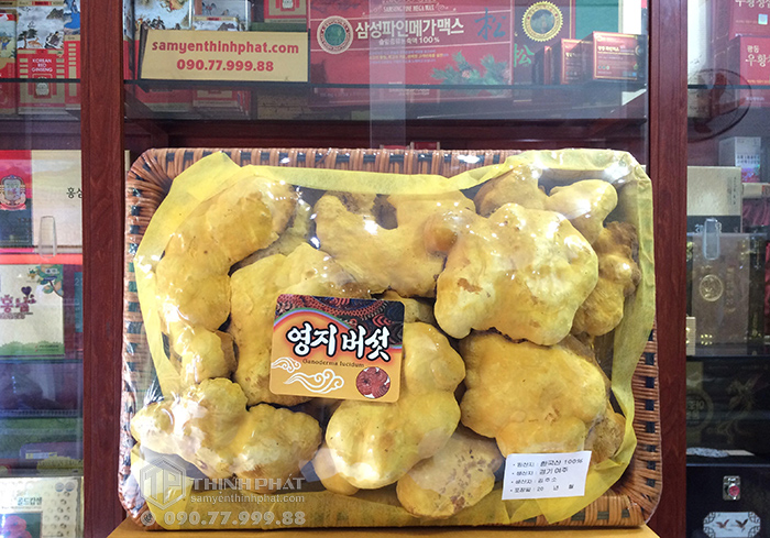 Nấm linh chi Thượng Hoàng Hàn Quốc 0.5kg